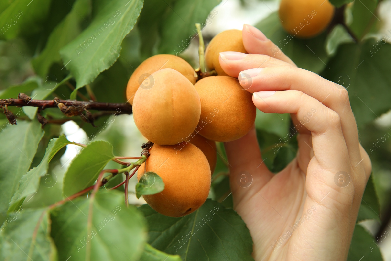 Photo of Woman picking ripe apricot from tree outdoors, closeup