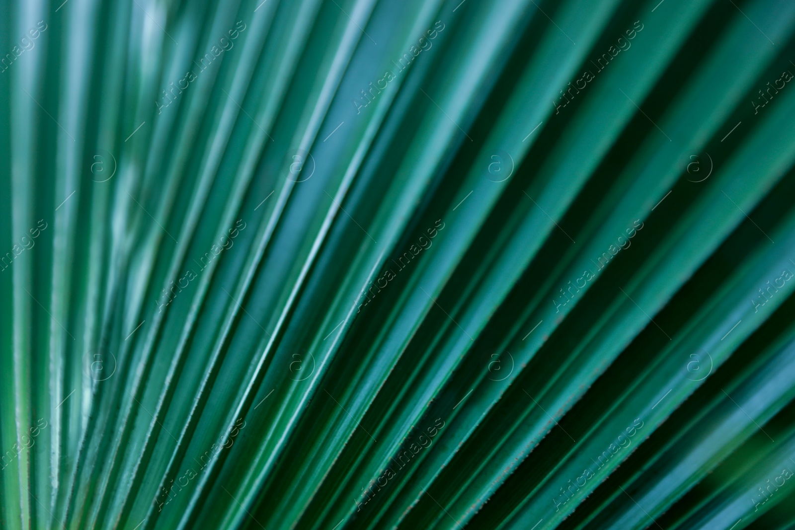 Photo of Closeup view of green tropical leaf as background