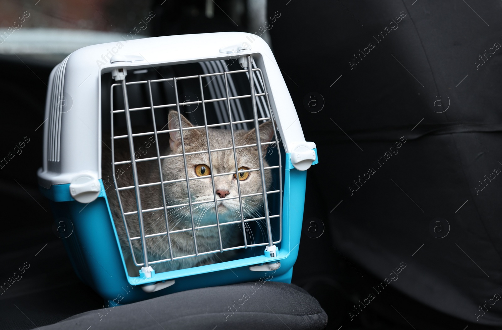 Photo of Travel with pet. Cute cat in carrier inside car