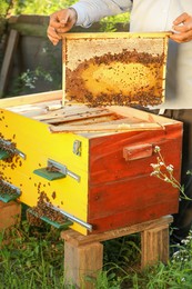 Photo of Beekeeper taking frame from hive at apiary, closeup