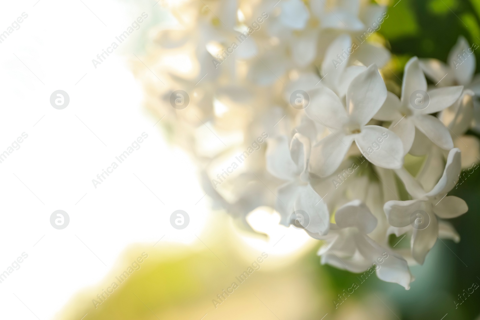 Photo of Closeup view of beautiful blooming lilac shrub outdoors