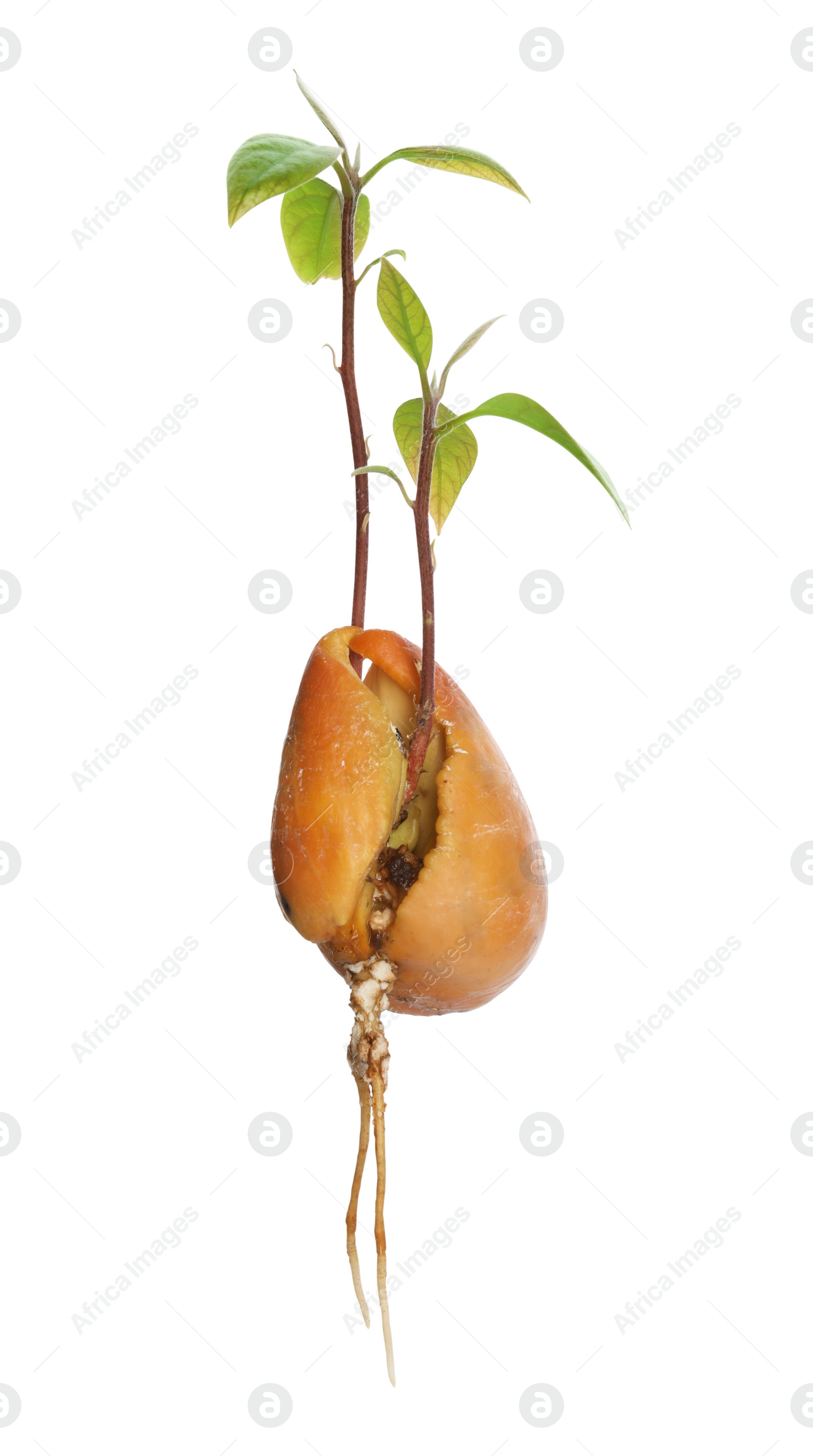 Photo of Avocado pit with sprouts and root on white background