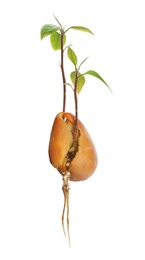 Photo of Avocado pit with sprouts and root on white background