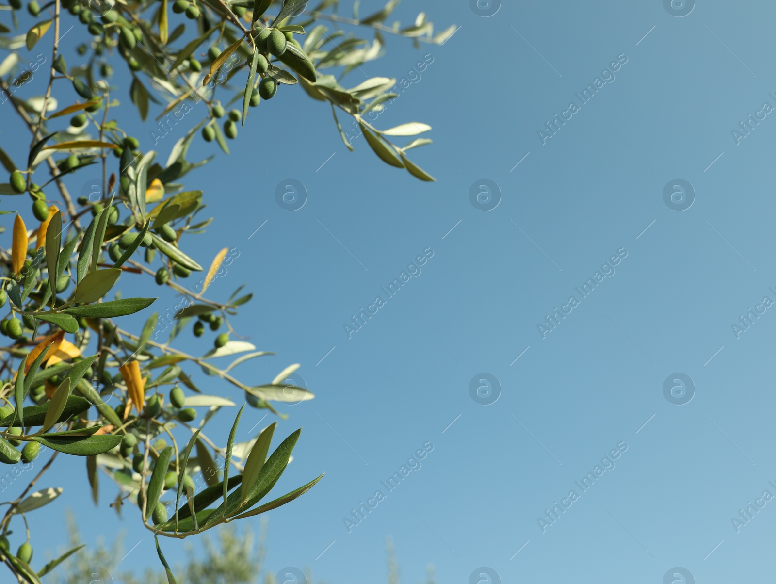 Photo of Olive tree with fresh green fruits outdoors on sunny day, space for text