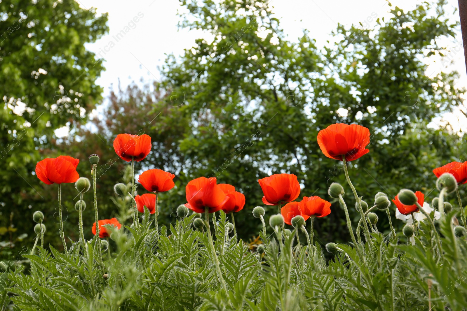 Photo of Many beautiful blooming red poppy flowers outdoors