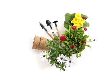 Blooming flowers and gardening equipment on white background, top view