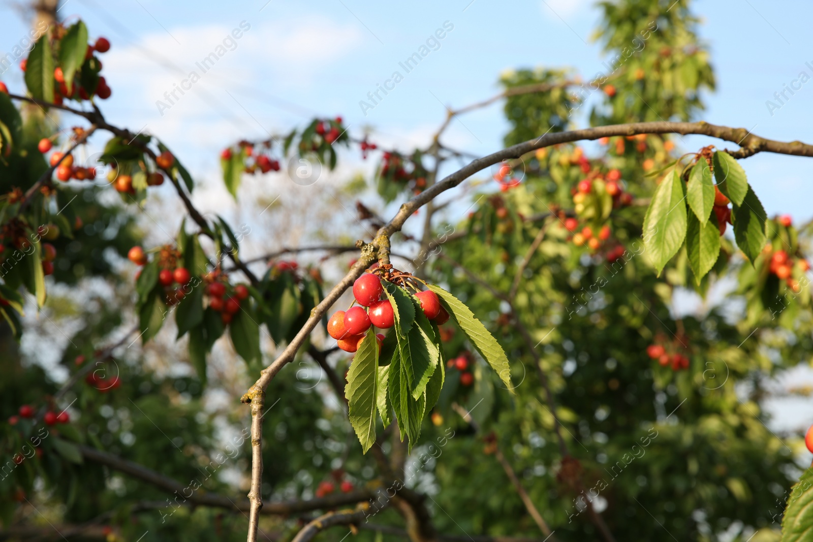 Photo of Cherry tree with green leaves and unripe berries growing outdoors