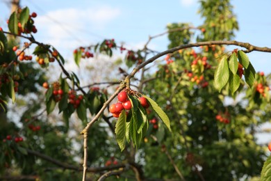 Photo of Cherry tree with green leaves and unripe berries growing outdoors