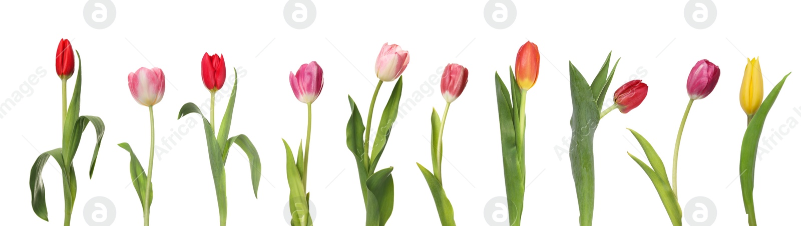 Image of Set of beautiful tulips in different colors isolated on white