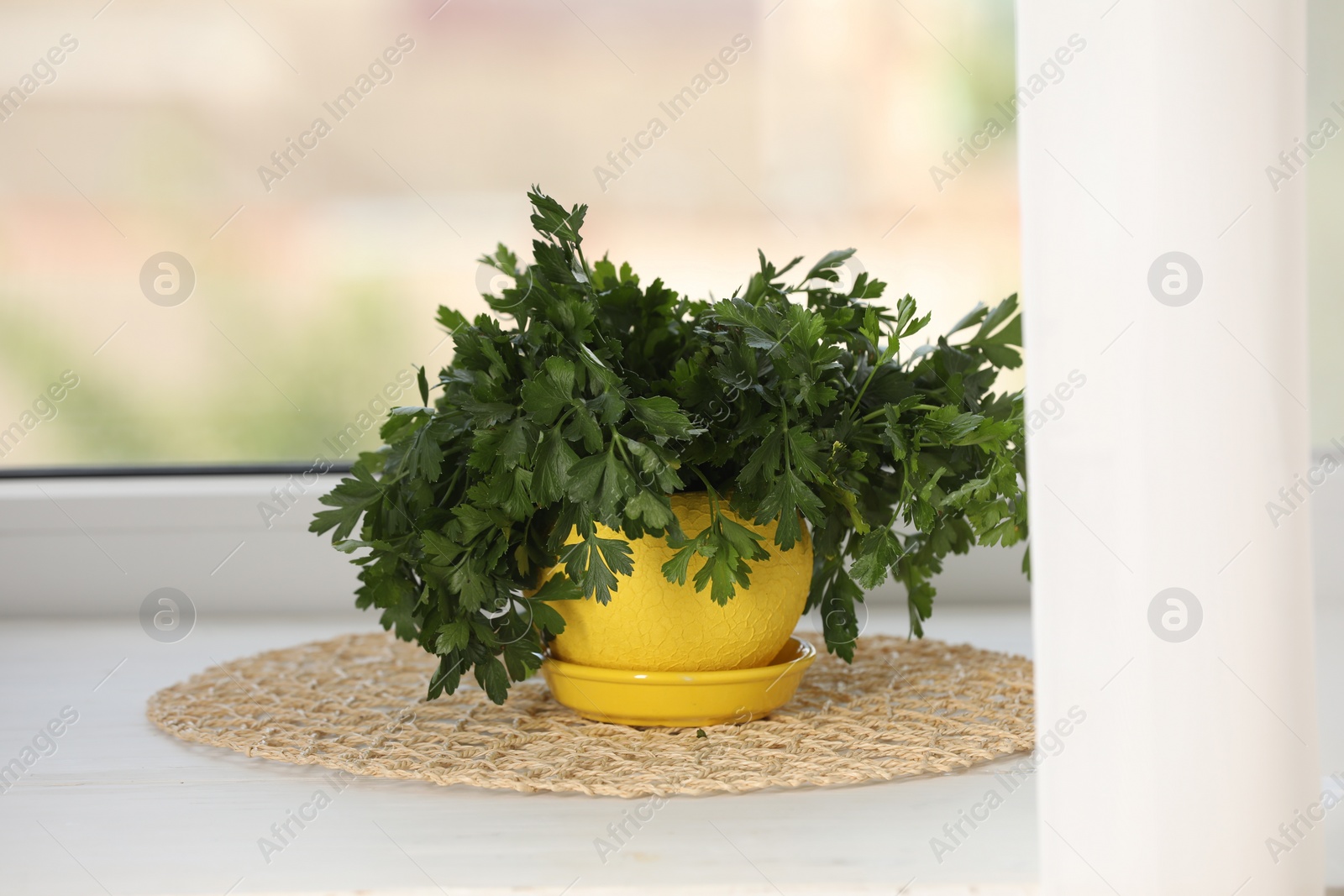 Photo of Aromatic parsley growing in yellow pot on window sill