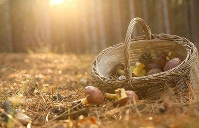 Photo of Basket with boletus mushrooms in autumn forest