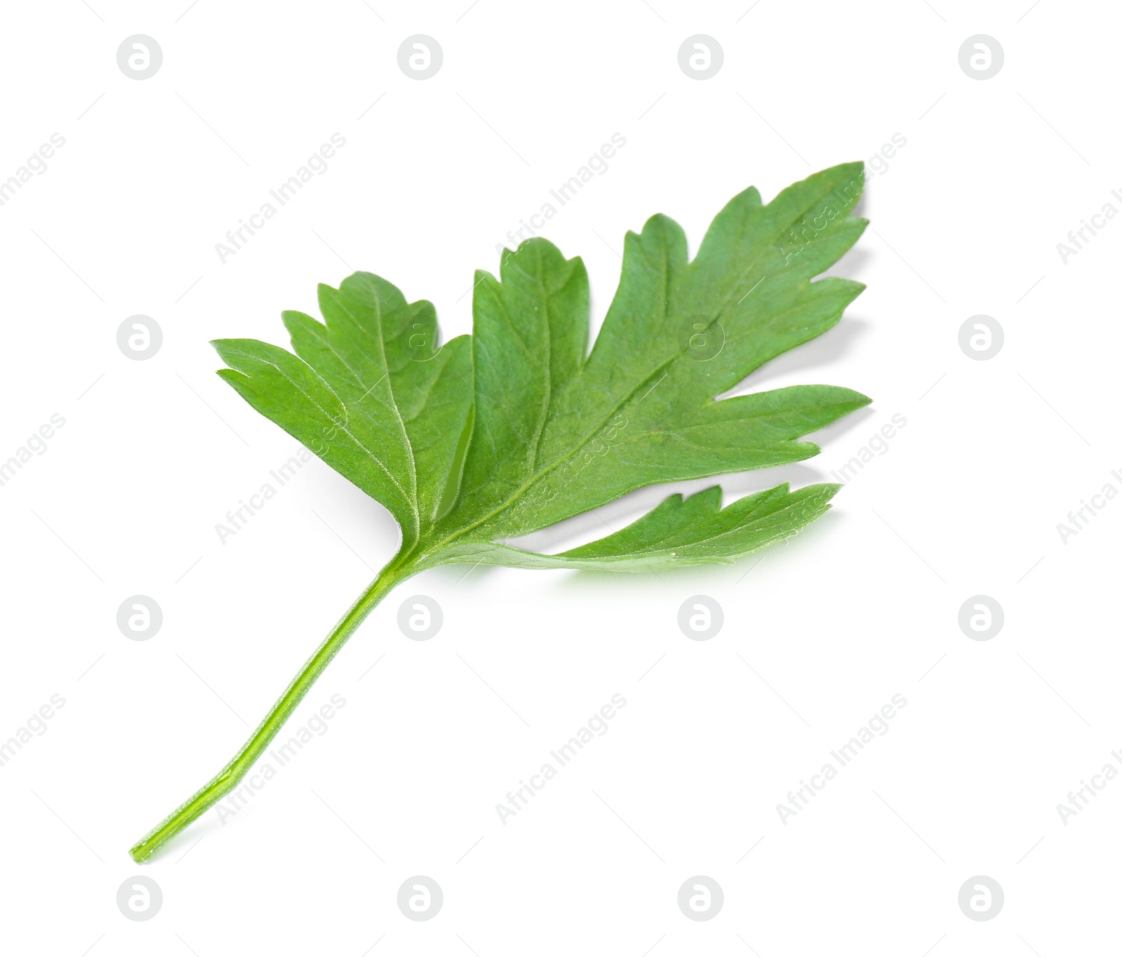 Photo of Fresh green organic parsley on white background