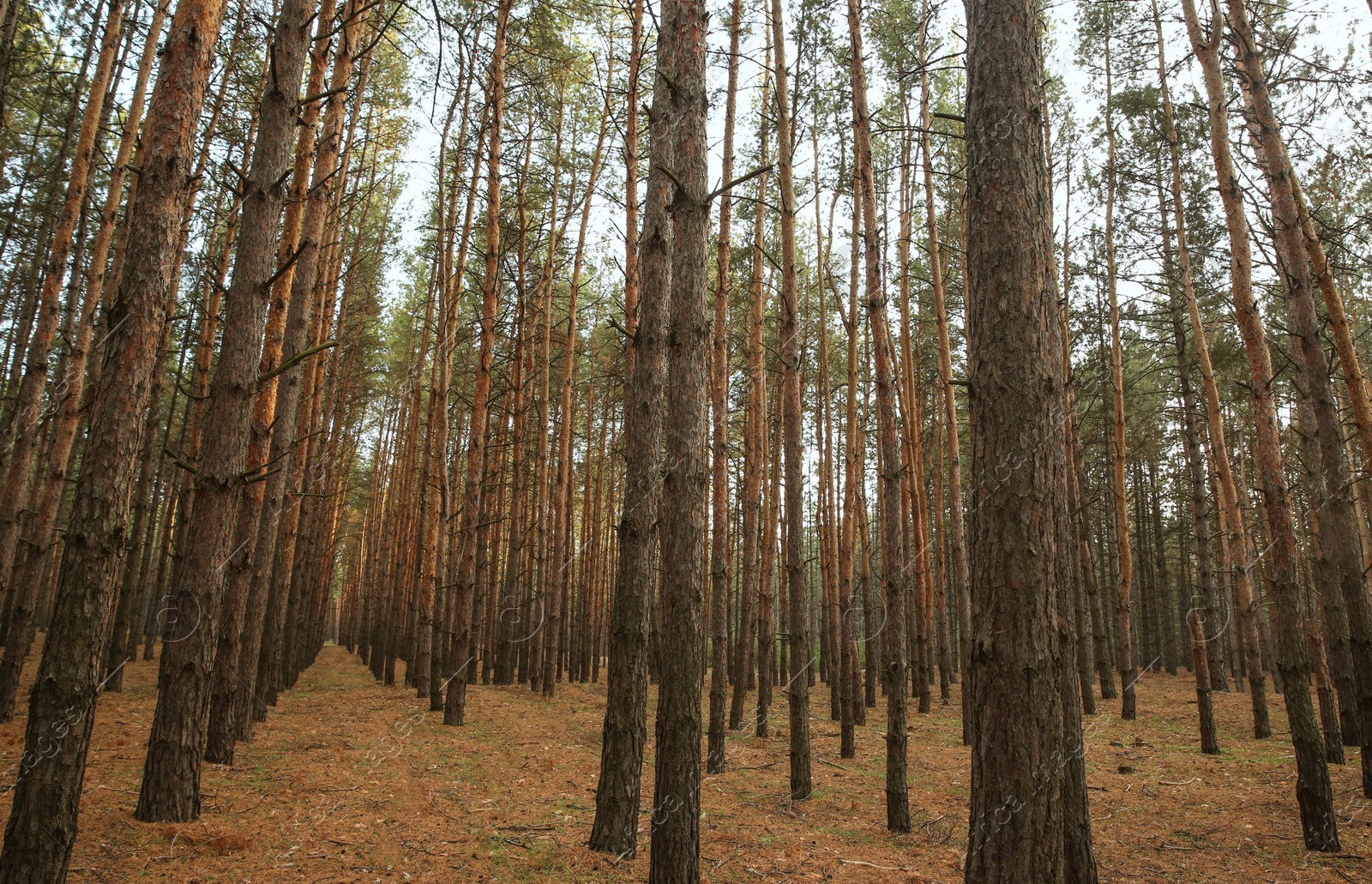 Photo of Beautiful pine forest with growing young trees