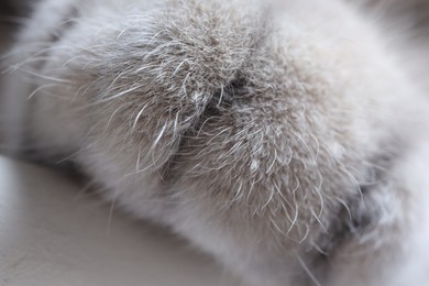 Cat, macro photo of paw. Fluffy pet