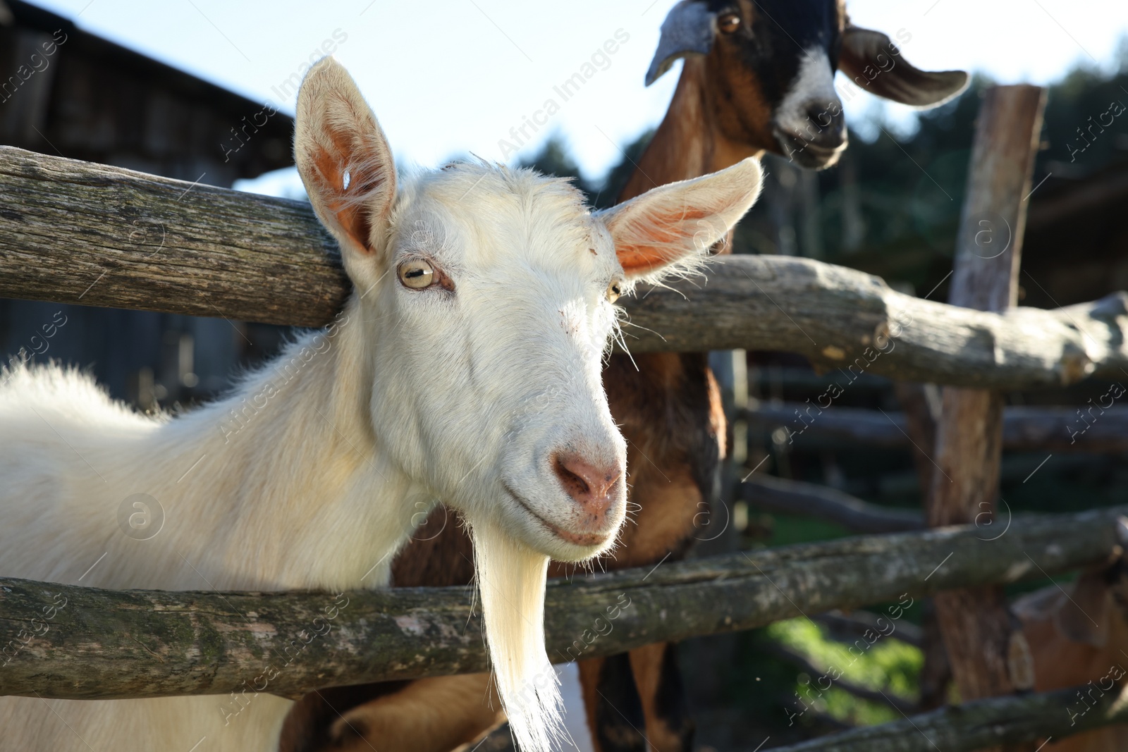 Photo of Cute goats inside of paddock at farm