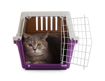 Photo of Travel with pet. Cute cat in carrier on white background