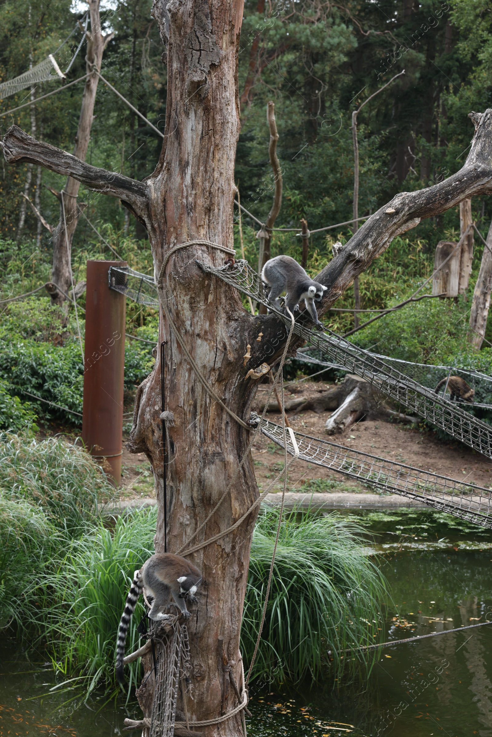 Photo of Group of adorable fluffy lemurs in zoological garden