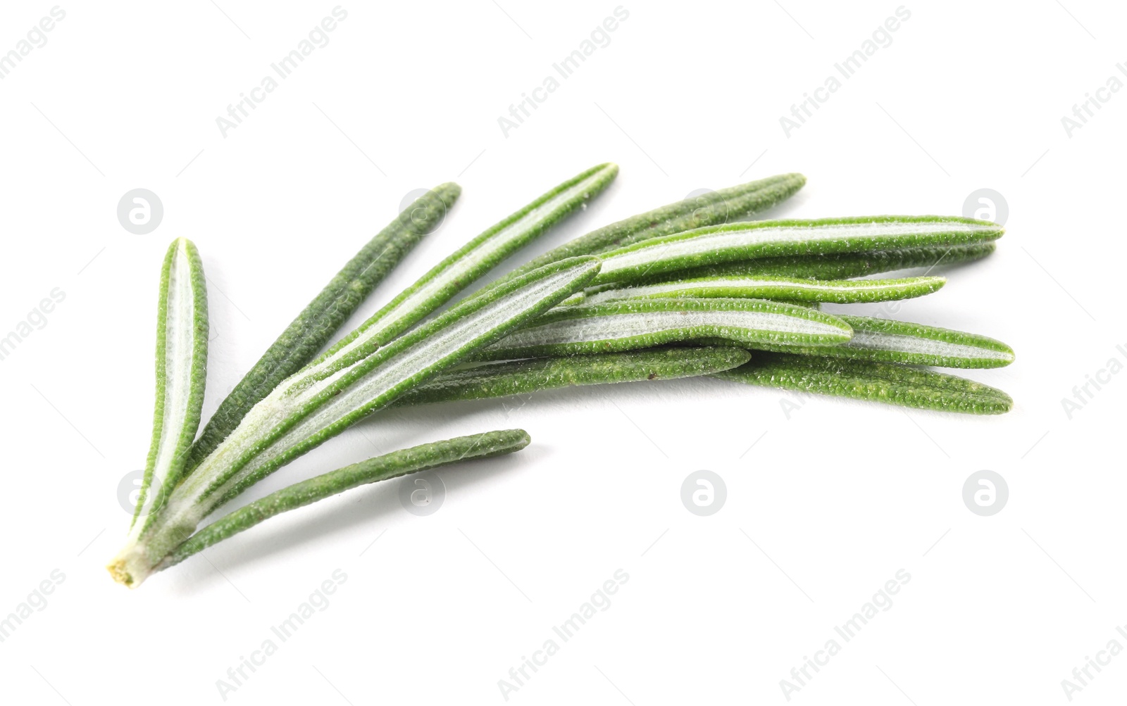 Photo of Fresh green rosemary twig on white background