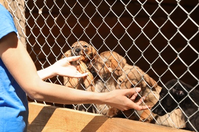 Photo of Woman near cage with homeless dogs in animal shelter, closeup. Concept of volunteering