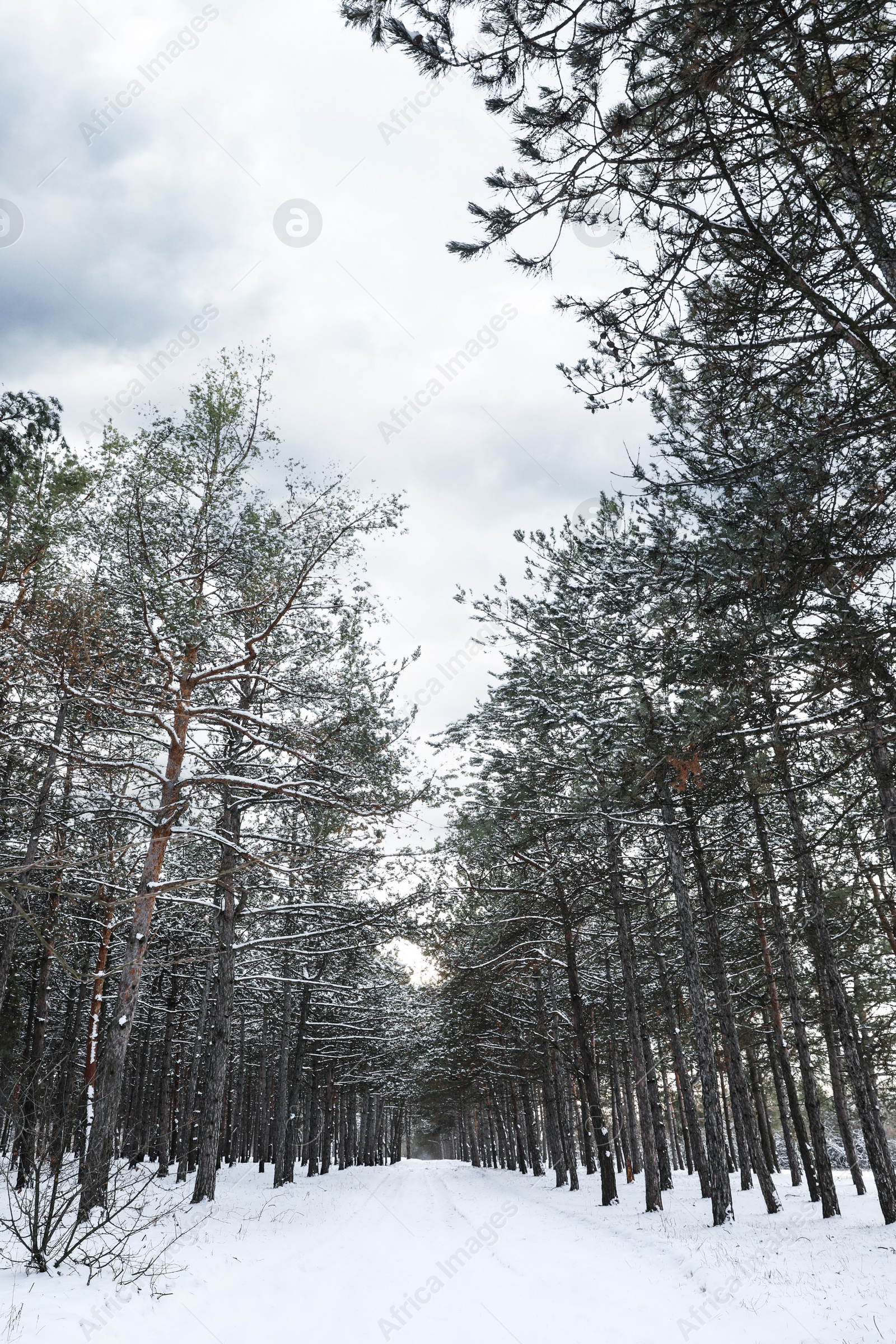 Photo of Beautiful view of conifer forest on snowy winter day