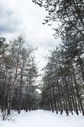 Beautiful view of conifer forest on snowy winter day