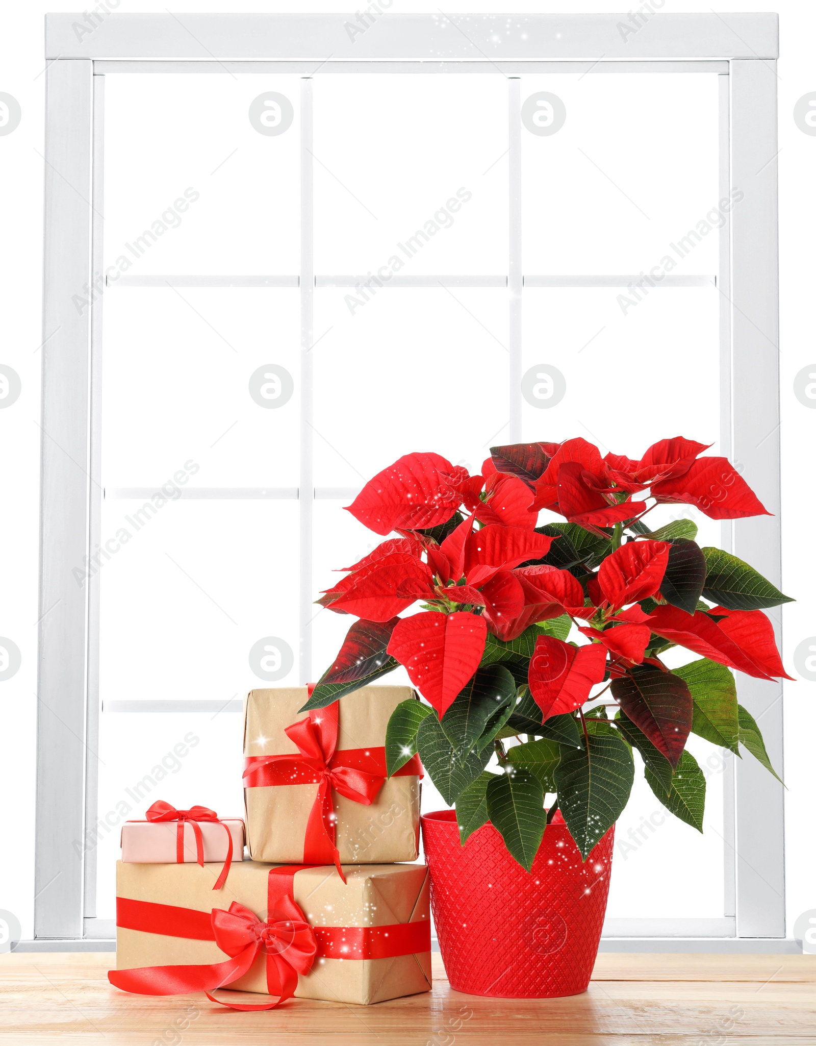 Image of Christmas traditional poinsettia flower in pot and gift boxes on table near window