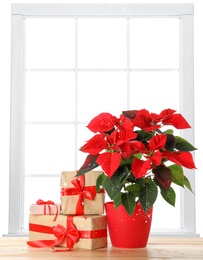 Christmas traditional poinsettia flower in pot and gift boxes on table near window