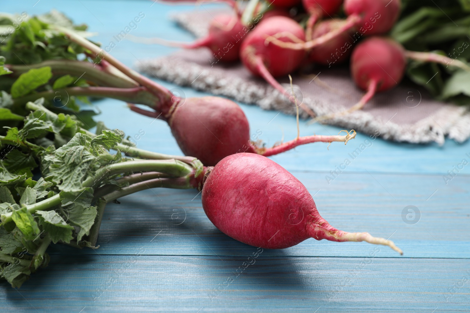 Photo of Fresh ripe radishes on light blue wooden table