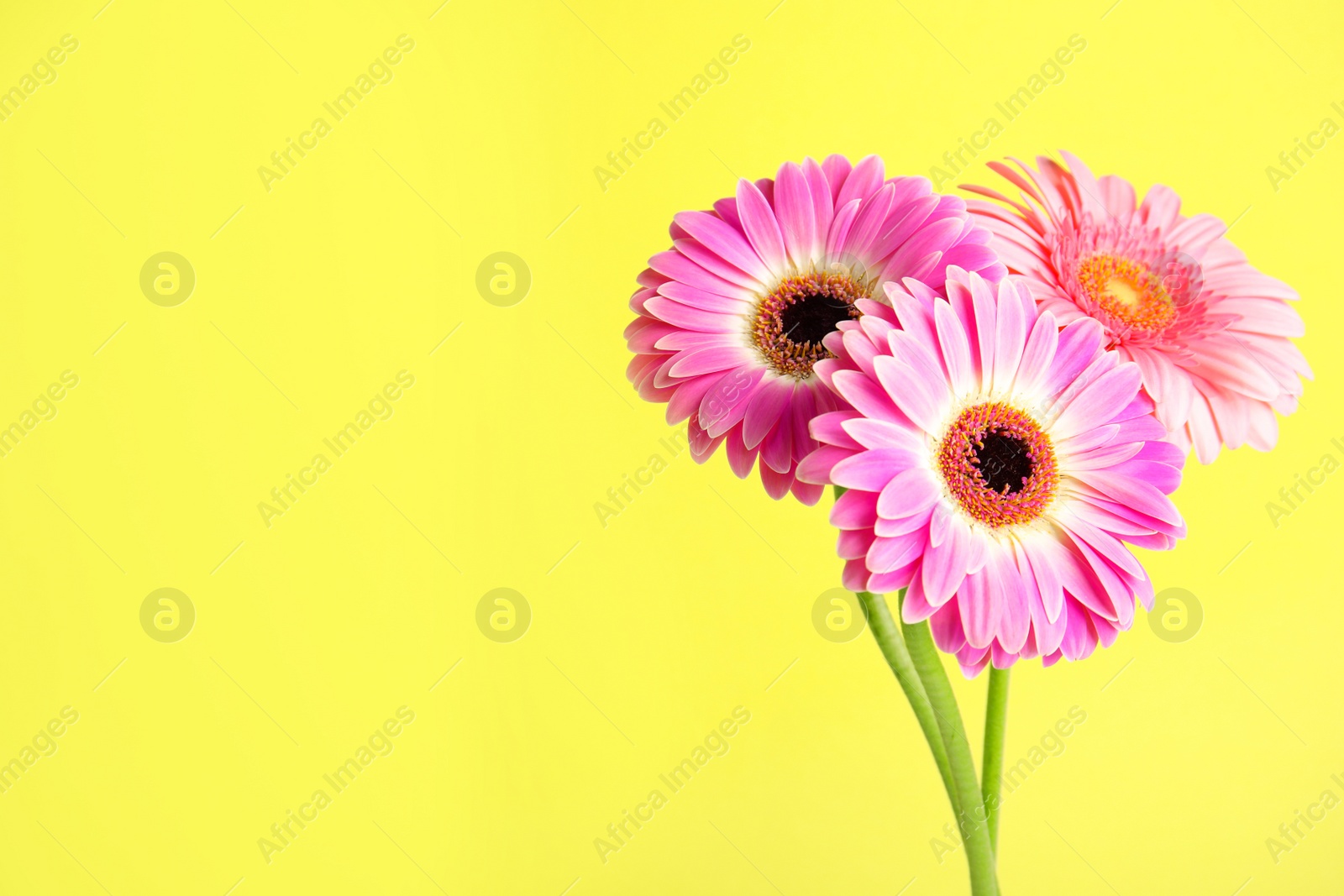 Photo of Bouquet of beautiful bright gerbera flowers on color background. Space for text