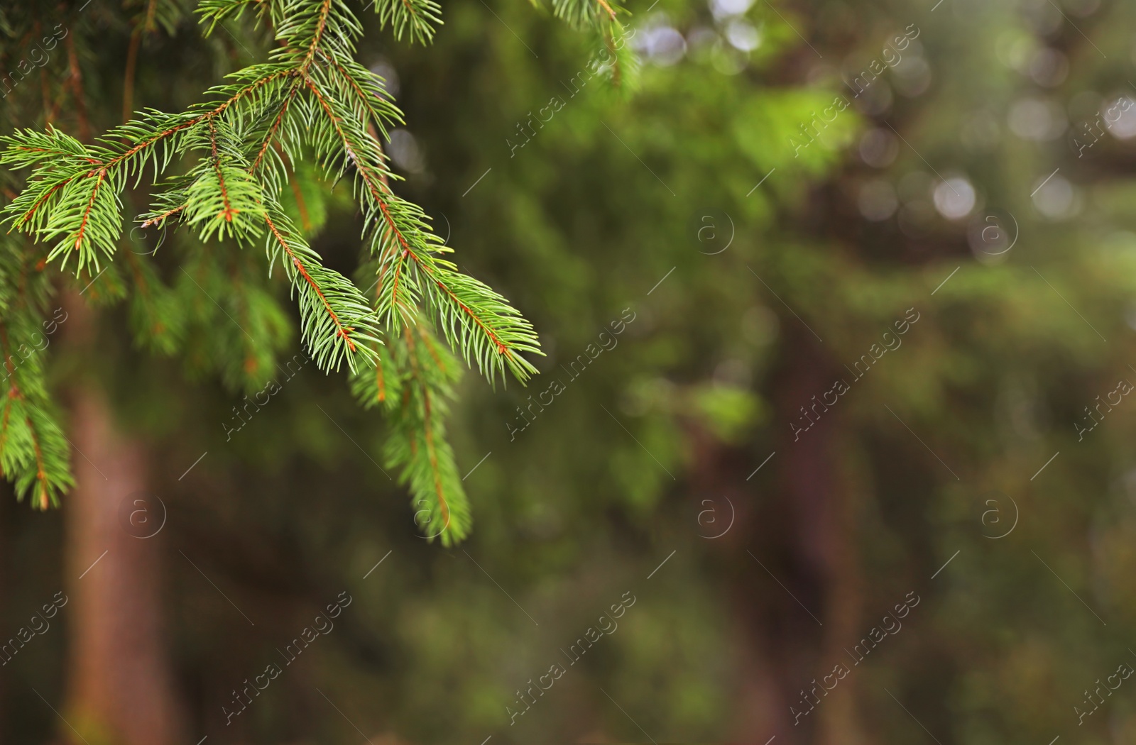 Photo of Beautiful fir with green branches in forest, closeup