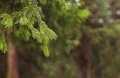 Beautiful fir with green branches in forest, closeup