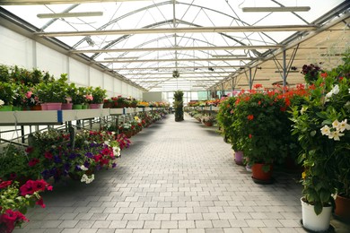 Photo of Garden center with many different blooming plants