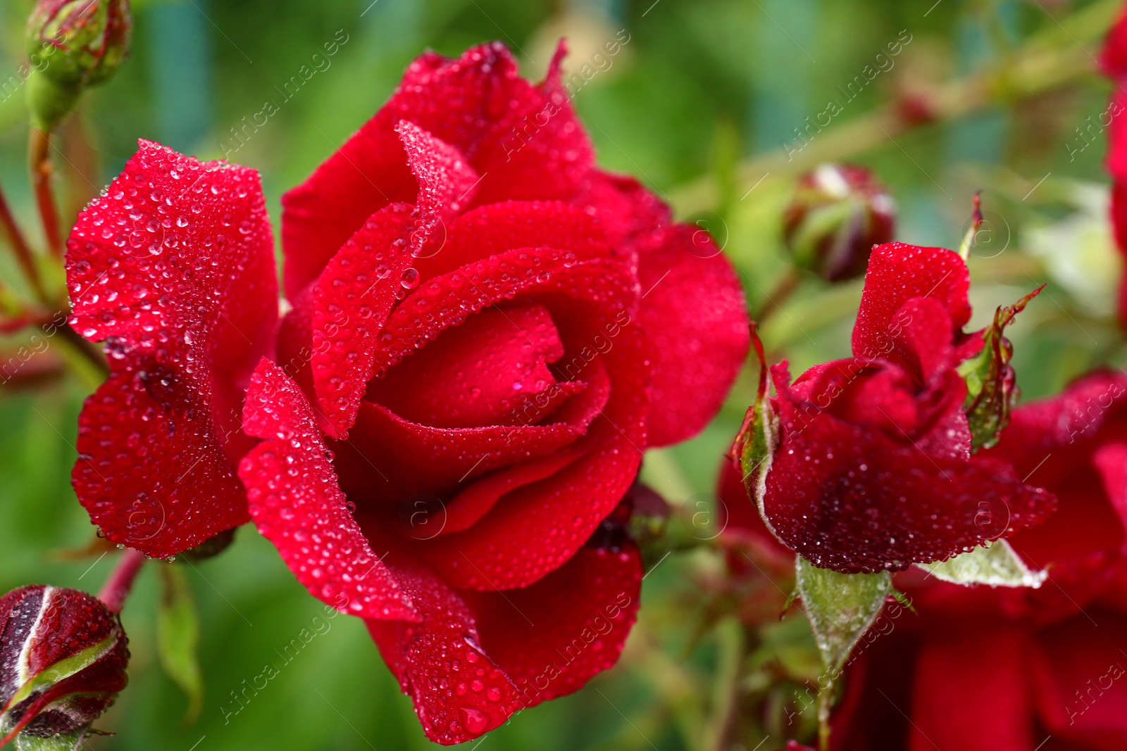 Photo of Beautiful blooming roses in green garden, closeup view