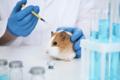 Scientist with syringe and guinea pig in chemical laboratory, closeup. Animal testing