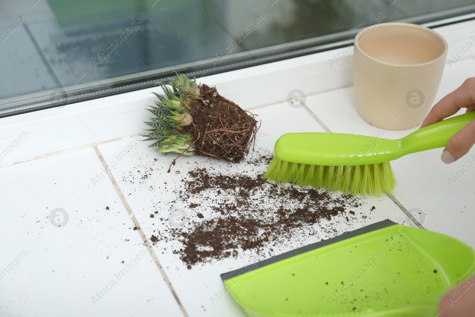 Photo of Woman sweeping away scattered soil from window sill with brush, closeup