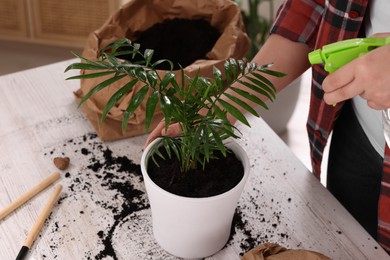 Photo of Woman spraying houseplant with water after transplanting at white table indoors, closeup
