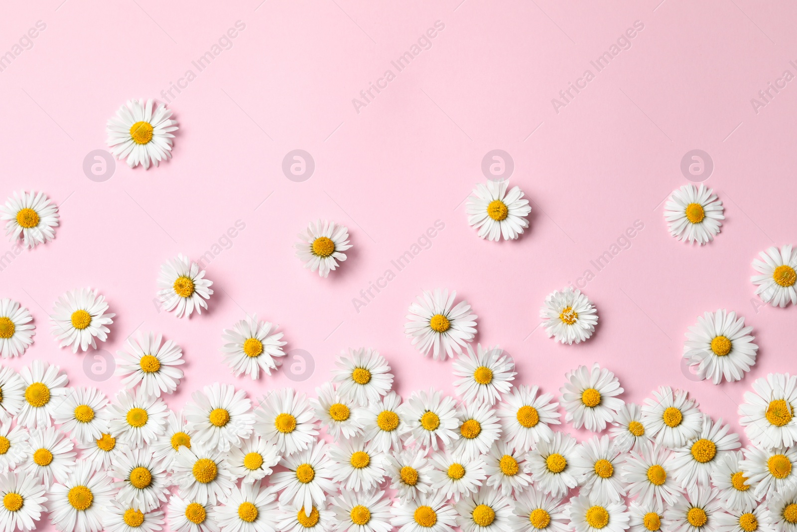 Photo of Many beautiful daisy flowers on pink background, flat lay. Space for text