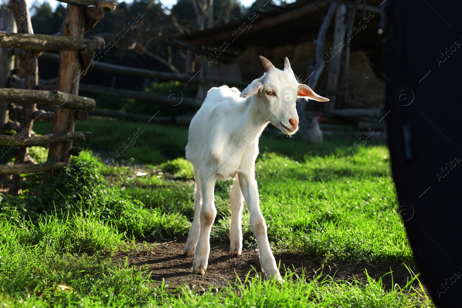 Photo of Cute goat at farm on sunny day