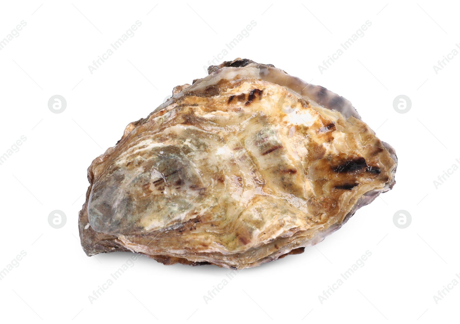 Photo of Fresh raw closed oyster isolated on white