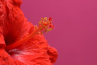 Photo of Beautiful red hibiscus flower with water drops on pink background, macro view. Space for text