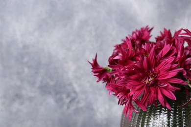 Photo of Beautiful pink chrysanthemum flowers in glass vase against textured wall. Space for text
