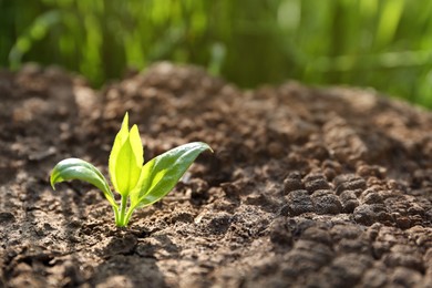 Photo of Young green seedling growing in dry soil on spring day, closeup. Hope concept