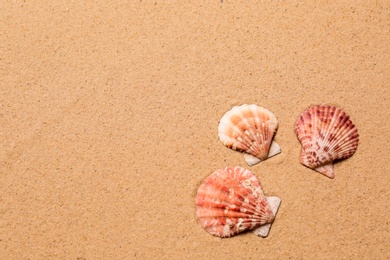 Photo of Beautiful seashells on beach sand, flat lay with space for text. Summer vacation