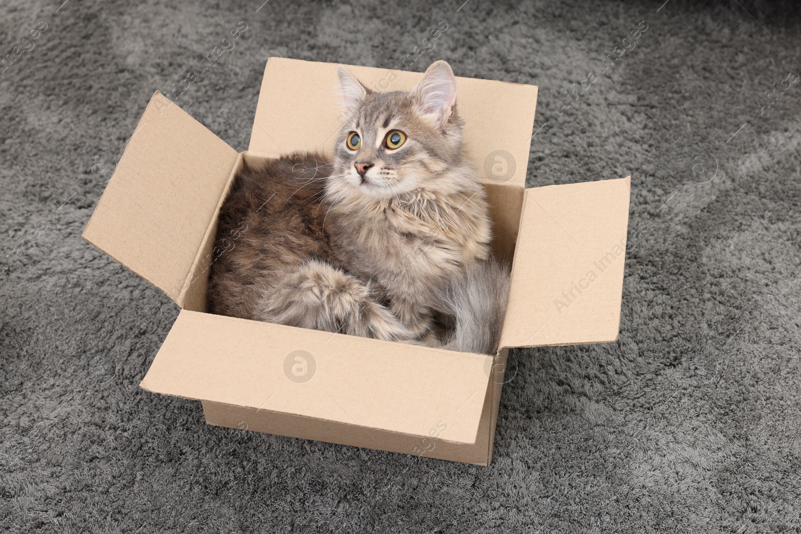 Photo of Cute fluffy cat in cardboard box on carpet