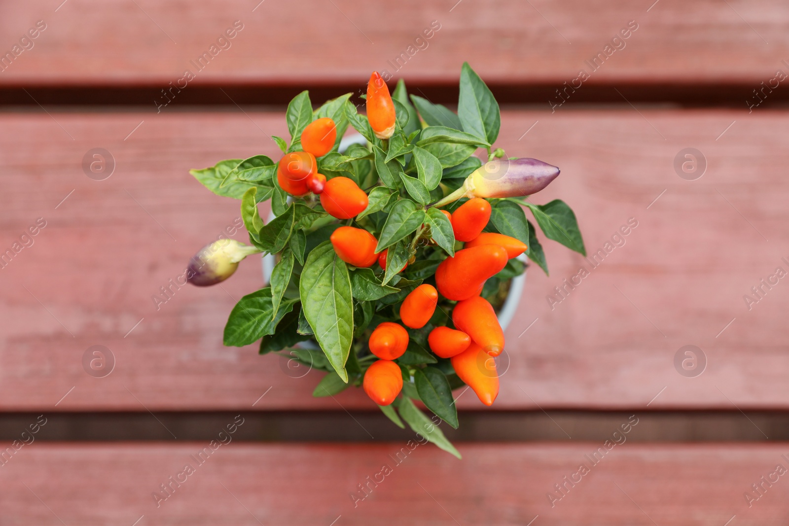 Photo of Capsicum Annuum plant. Potted rainbow multicolor chili peppers on wooden table, top view