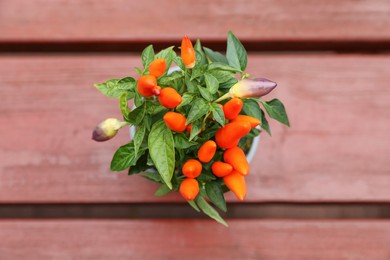 Photo of Capsicum Annuum plant. Potted rainbow multicolor chili peppers on wooden table, top view