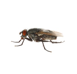 Photo of One common black fly on white background