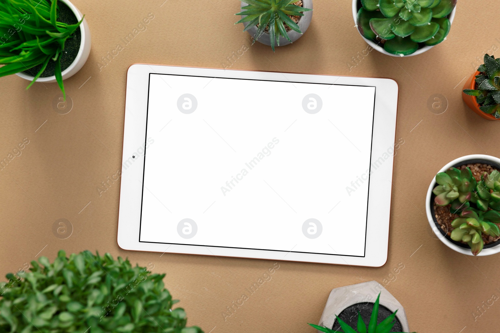 Photo of Modern tablet and houseplants on dark beige background, flat lay. Space for text
