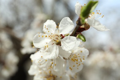 Beautiful apricot tree branch with tiny tender flowers outdoors, closeup. Awesome spring blossom