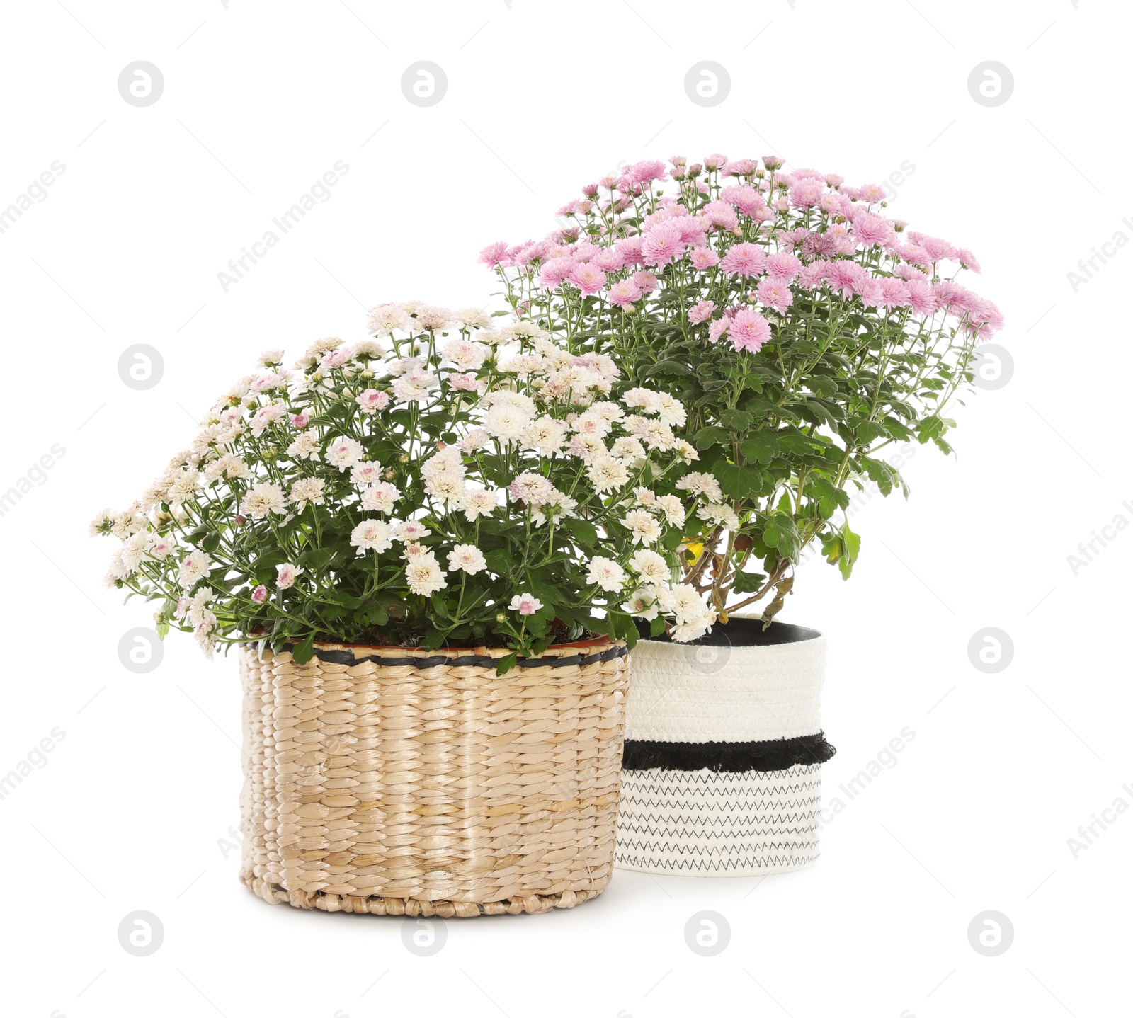 Image of Beautiful potted chrysanthemum flowers on white background